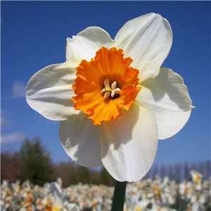 Narcissus (Daffodil) 'Barrett Browning'. Potted